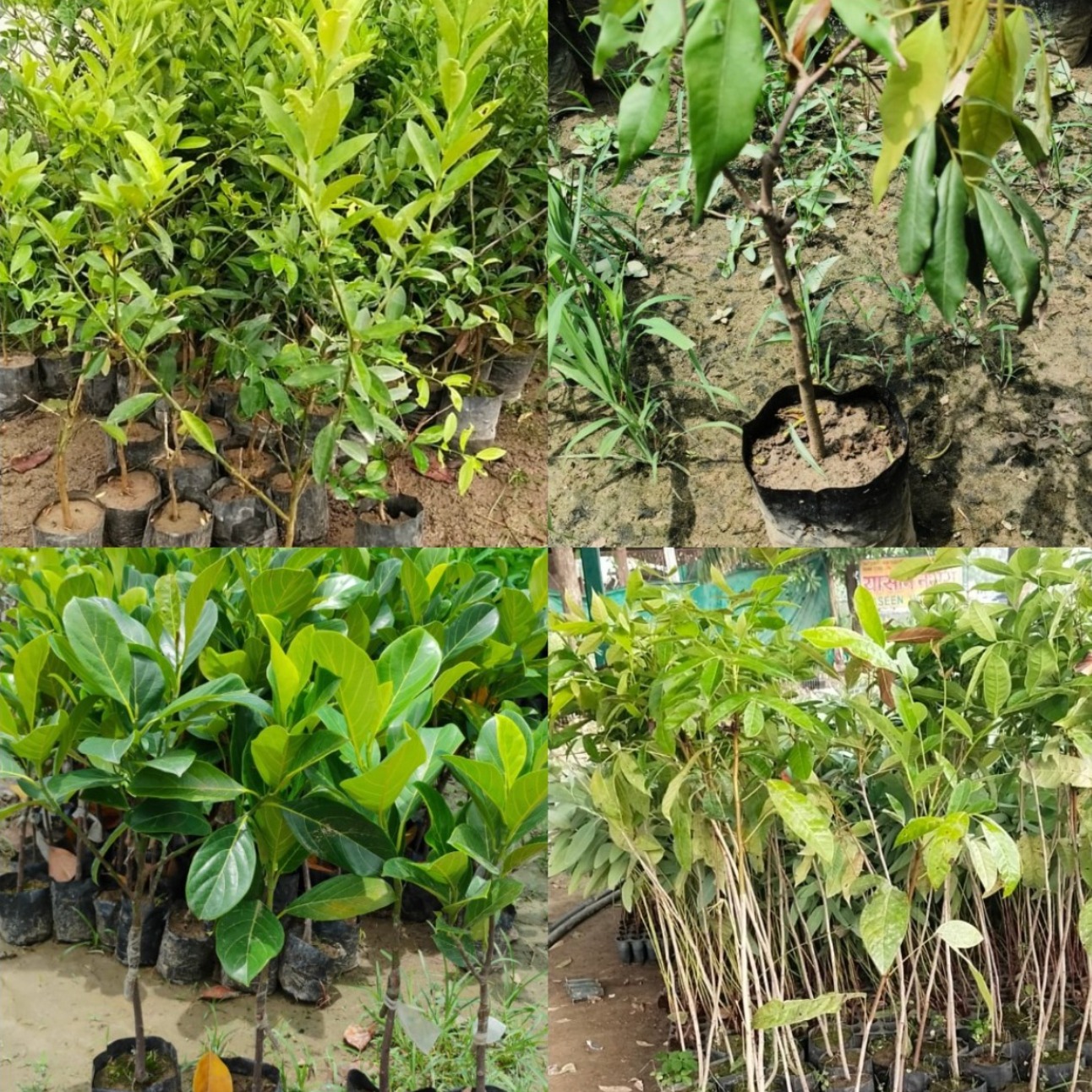 Rural Agro Forest Project - Massive Plantation Drive