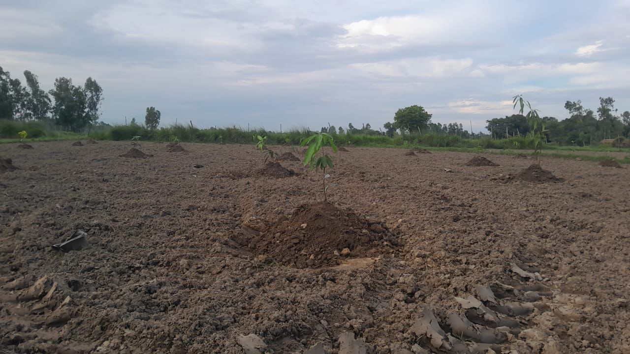 Community Plantation